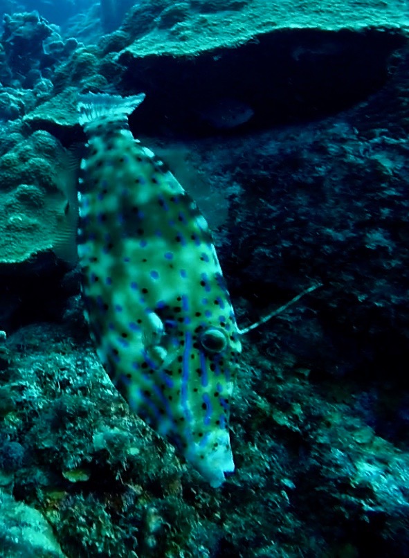 Whitespotted Filefish - lat. Cantherhines macrocerus - Belopečnati "filefish" 
BONAIRE FILEFISH
foto Ales Sulic SUBNET DIVING Tropical Corals and Sea Animals