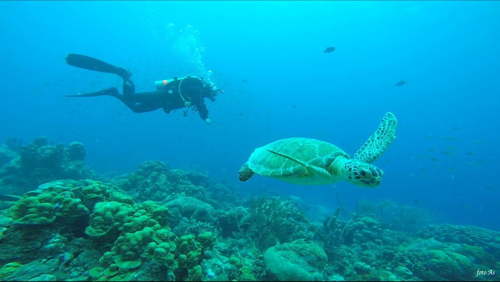 Bonaire diving 2018 foto:Aleš Sulič