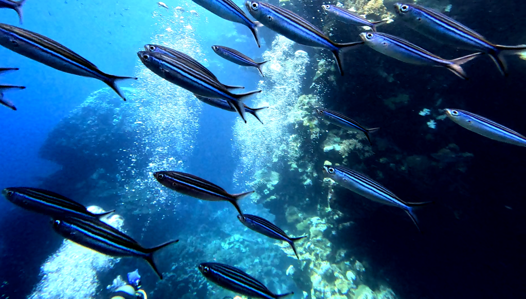 STRIPED FUSILIER
FOTO ALEŠ SULIČ SOUTH EGYPT
SUBNET DIVING