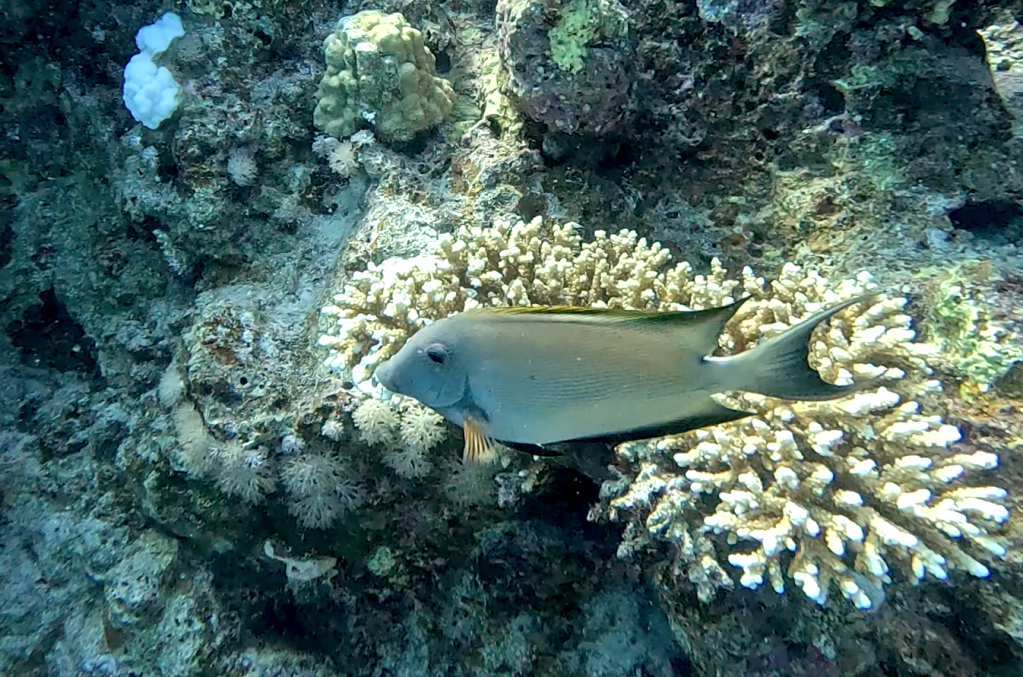 SURGEON FISH PHOTO
FOTO ALEŠ SULIČ
BONAIRE DIVING PHOTOS
SUBNET DIVING TRAVEL
REEF ANIMALS AND CORALS