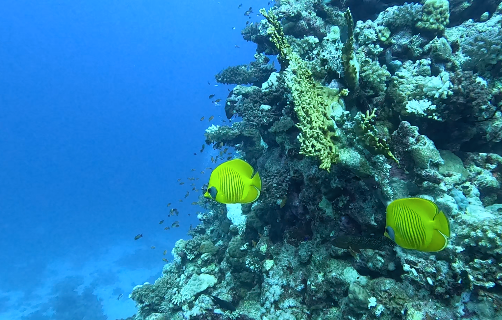 BLUECHEEK BUTTERFLYFISH
foto Ales Sulic SUBNET DIVING Tropical Corals and Sea Animals