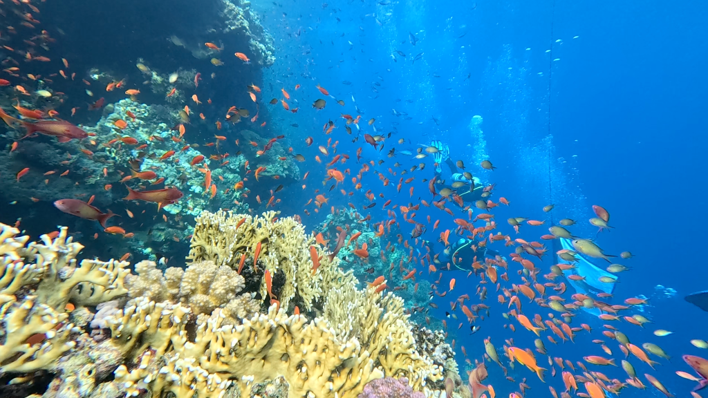 SEA GOLDIE
foto Ales Sulic SUBNET DIVING Tropical Corals and Sea Animals