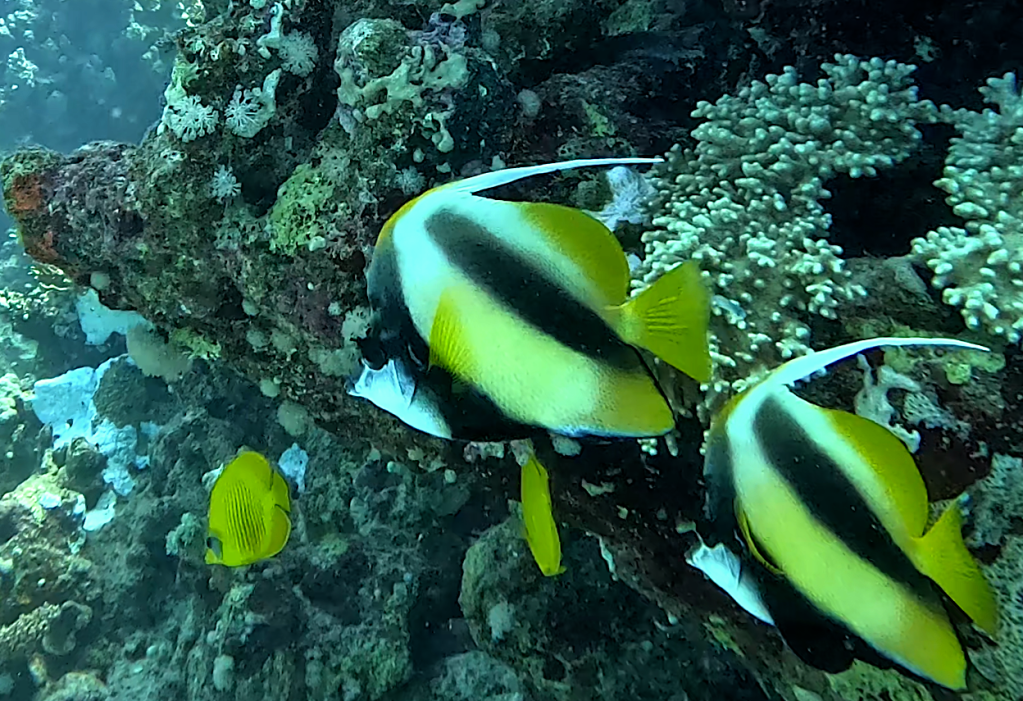 RED SEA BANNERFISH
FOTO ALEŠ SULIČ
SUBNET DIVING EGYPT MARSA ALAM