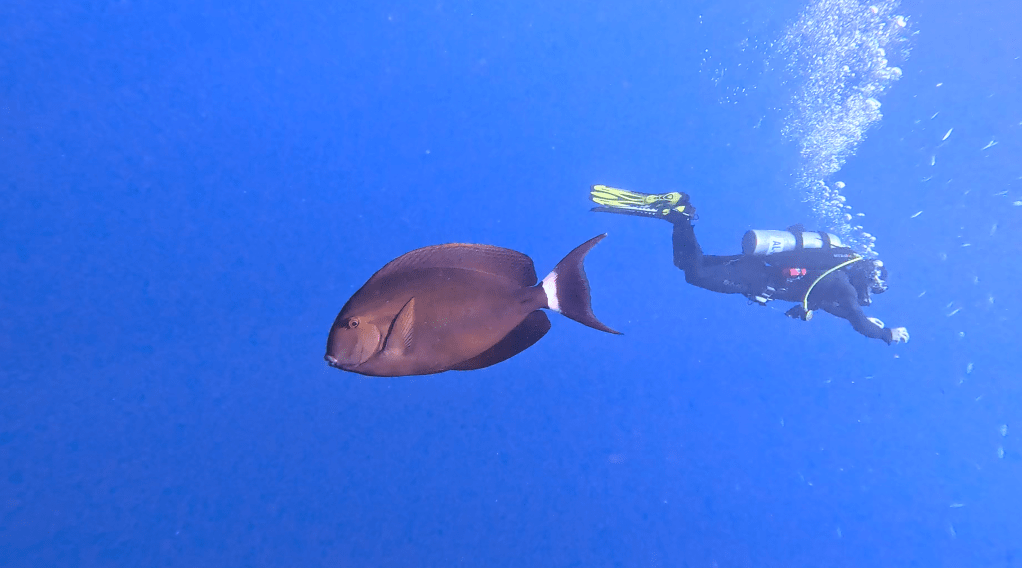Atlantic blue tang - lat. Acanthurus coeruleus - Atlantski modri kirurg
BLUE TANG FISH BONAIRE
foto Ales Sulic SUBNET DIVING Tropical Corals and Sea Animals