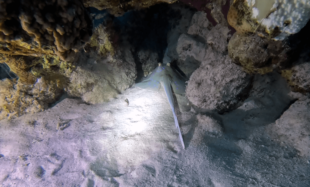 Blue Spotted Stingray - Taeniura lymma - Modro pikčasti morski bič 
BLUE SPOTTED STINGRAY
4K PHOTOS OF FISH
FOTO ALEŠ SULIČ
SUBNET DIVING
REEF ANAIMALS AND CORALS