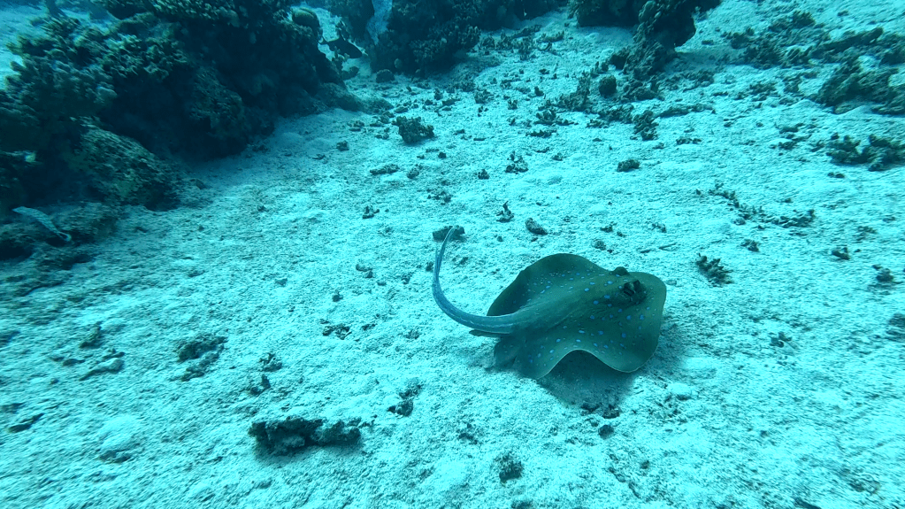 Blue Spotted Stingray - Taeniura lymma - Modro pikčasti morski bič 
BLUE SPOTTED STINGRAY
4K PHOTOS OF FISH
FOTO ALEŠ SULIČ
SUBNET DIVING
REEF ANAIMALS AND CORALS