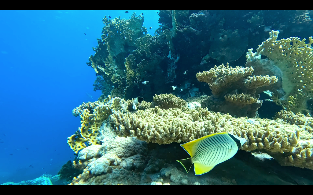 THREADFIN BUTTERFLYFISH
FOTO ALEŠ SULIČ SUBNET DIVING
EGYPT SOUTH PHOTOS DIVING