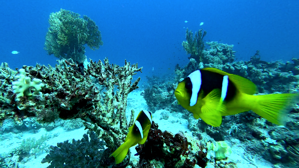RED SEA ANEMONE FISH
FOTO ALEŠ SULIČ SUBNET DIVING
EGYPT SOUTH PHOTOS DIVING
