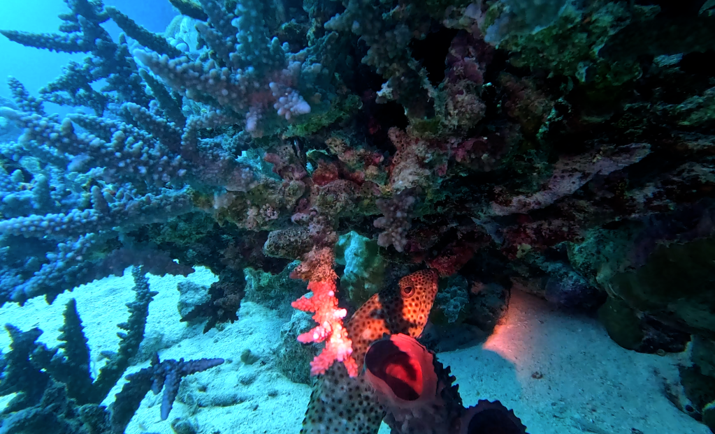 GROUPER
FOTO ALEŠ SULIČ
BONAIRE DIVING PHOTOS
SUBNET DIVING TRAVEL
REEF ANIMALS AND CORALS