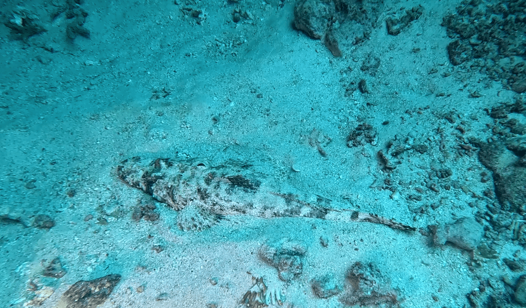 TENTACLED FLATHEAD FISH
EGYPT SUBNET DIVING
FOTO ALEŠ SULIČ 
GALLERY OF FISH AND CORALS