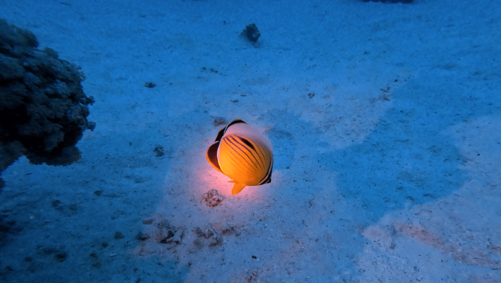 BLACKTAIL BUTTERFLYFISH
4K PHOTOS OF FISH
FOTO ALEŠ SULIČ
SUBNET DIVING
REEF ANAIMALS AND CORALS
FISH GALLERY