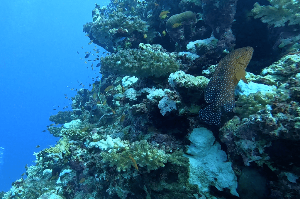 FOTO ALEŠ SULIČ
EGYPT DIVING PHOTOS
SUBNET DIVING TRAVEL
REEF ANIMALS AND CORALS
GROUPER FISH PHOTOS