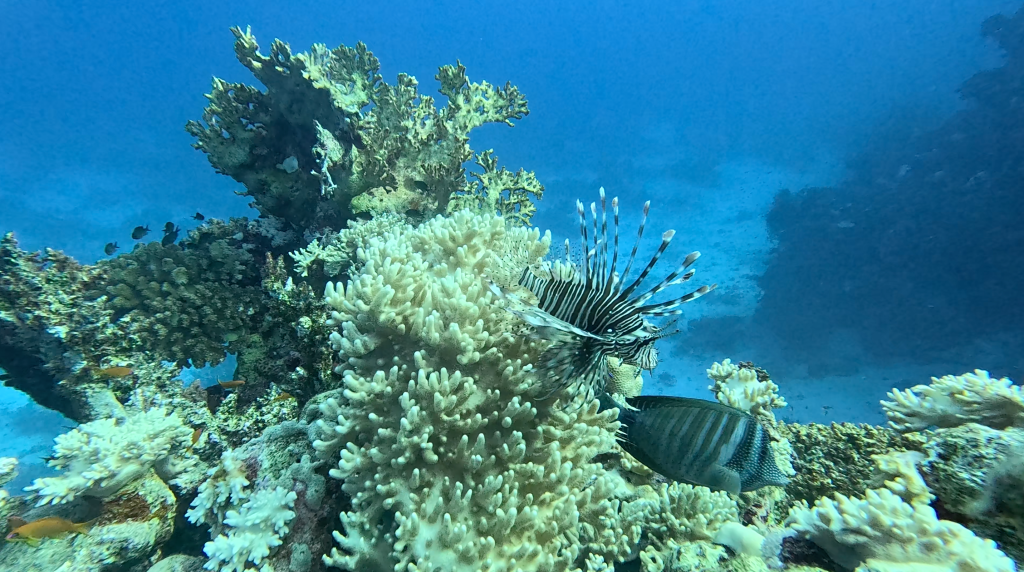 LIONFISH GALLERY PHOTOS
4K PHOTOS OF FISH
FOTO ALEŠ SULIČ
SUBNET DIVING
REEF ANAIMALS AND CORALS
FISH GALLERY