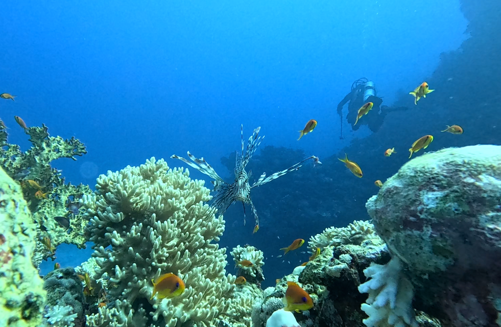LIONFISH
EGYPT SOUTH DIVING
4K PHOTOS OF FISH
FOTO ALEŠ SULIČ
SUBNET DIVING
REEF ANAIMALS AND CORALS
FISH GALLERY