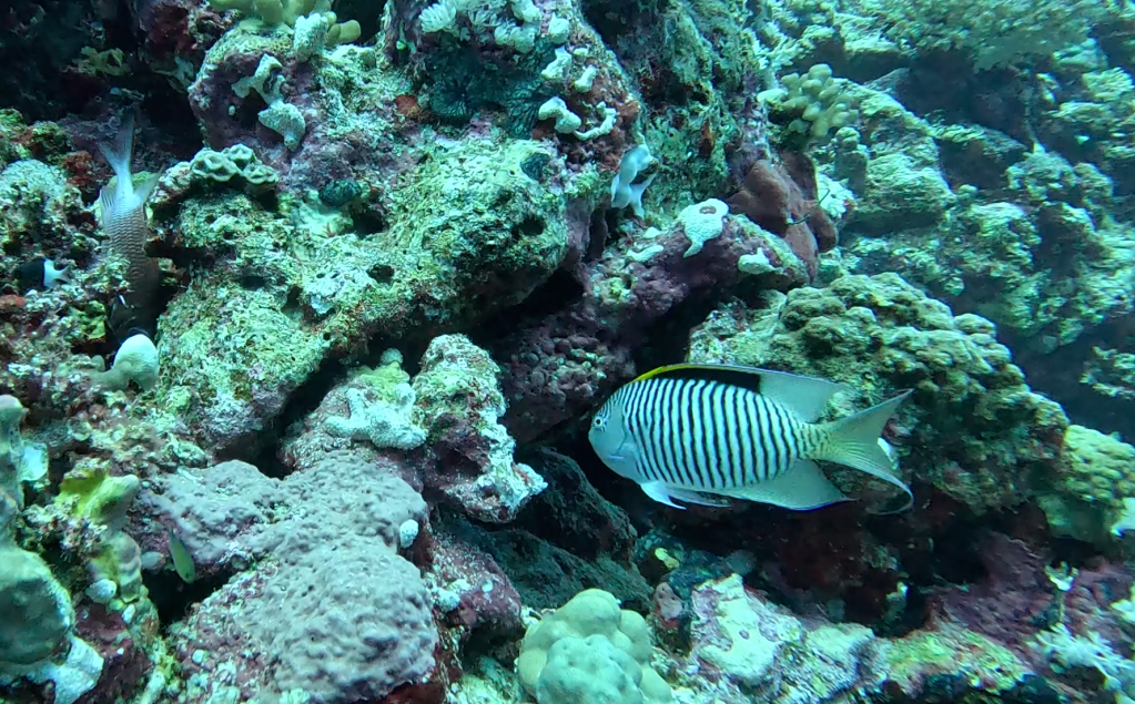 ZEEBRA ANGELFISH
FOTO ALEŠ SULIČ SUBNET DIVING
EGYPT SOUTH PHOTOS DIVING