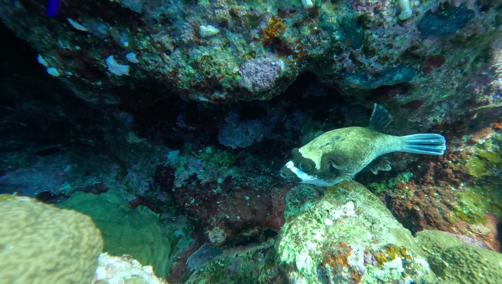 Masked Puffer / White‑spotted Pufferfish - lat. Arothron hispidus - Maskirna napihovalka 
SPOT-FIN PORCUPINEFISH
foto Ales Sulic SUBNET DIVING Tropical Corals and Sea Animals