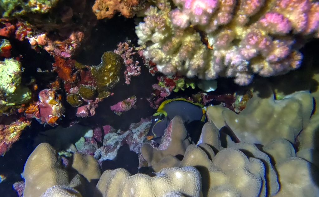 ELEGANT UNICORNFISH
SEA GOLDIE
foto Ales Sulic SUBNET DIVING Tropical Corals and Sea Animals