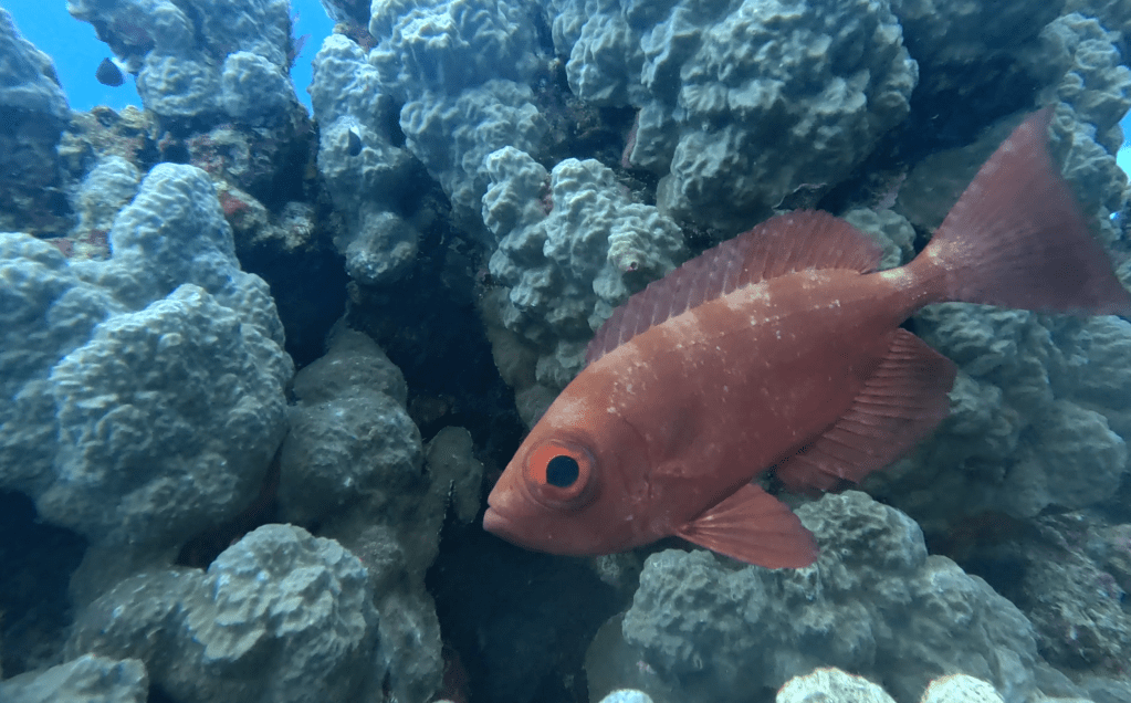 BIGEYE REEF FISH
FOTO ALEŠ SULIČ
SUBNET DIVING
BEST BONAIRE DIVING TRAVEL
