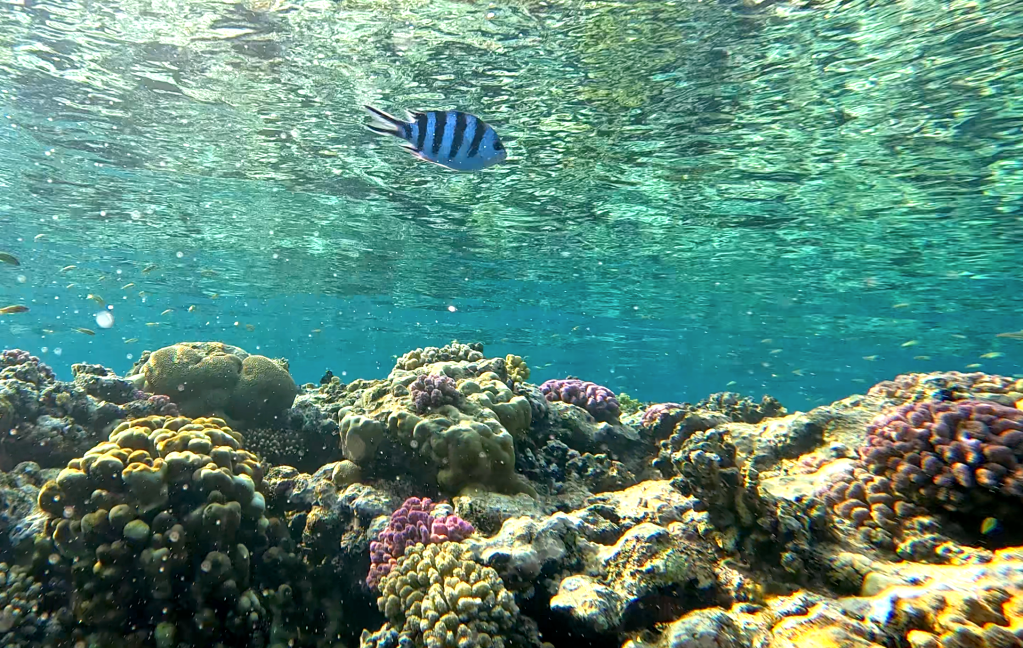 FOTO ALEŠ SULIČ
BONAIRE DIVING PHOTOS
SUBNET DIVING TRAVEL
SEARGENT FISH