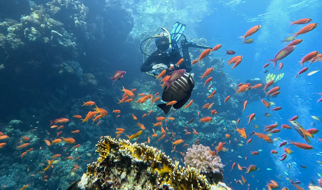 SAILFIN TANG
FOTO ALEŠ SULIČ SUBNET DIVING
EGYPT SOUTH PHOTOS DIVING