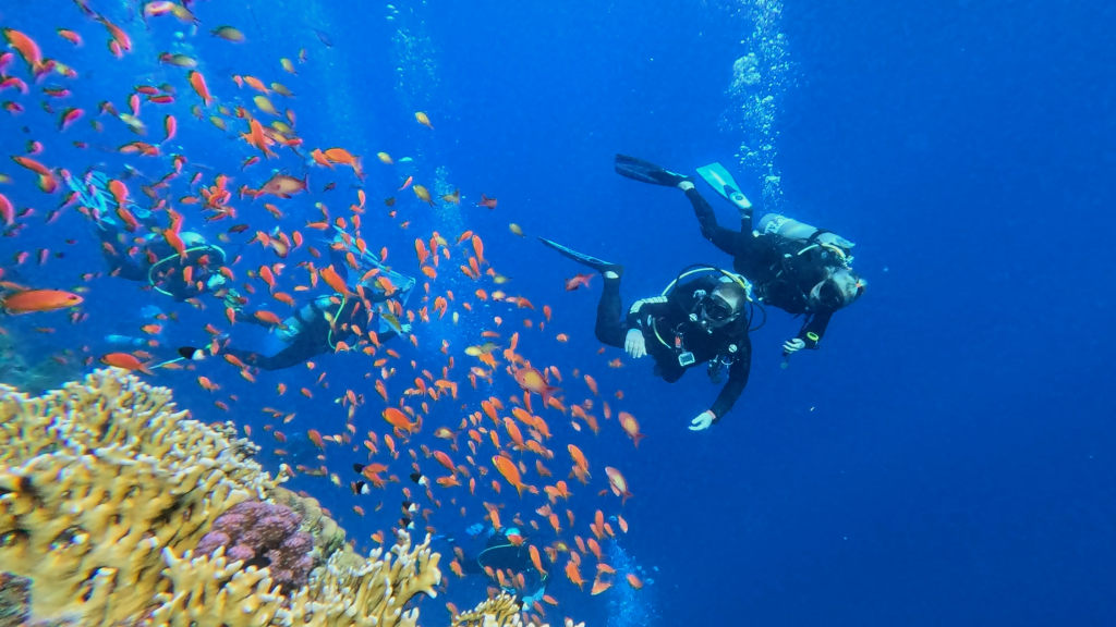 SEA GOLDIE
foto Ales Sulic SUBNET DIVING Tropical Corals and Sea Animals
