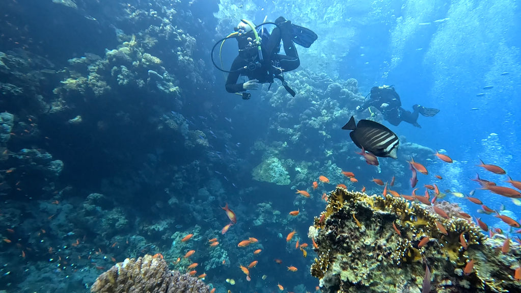SAILFIN TANG
FOTO ALEŠ SULIČ SUBNET DIVING
EGYPT SOUTH PHOTOS DIVING