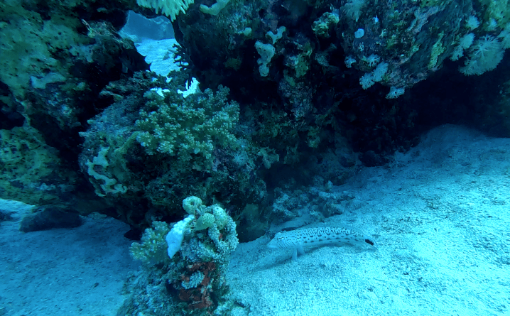 TAIL SPOT SANDPERCH fish 3 RED SEA FISH foto Aleš Sulič