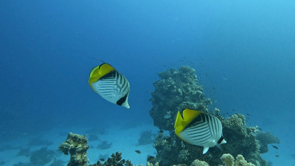 THREADFIN BUTTERFLYFISH
FOTO ALEŠ SULIČ SUBNET DIVING
EGYPT SOUTH PHOTOS DIVING