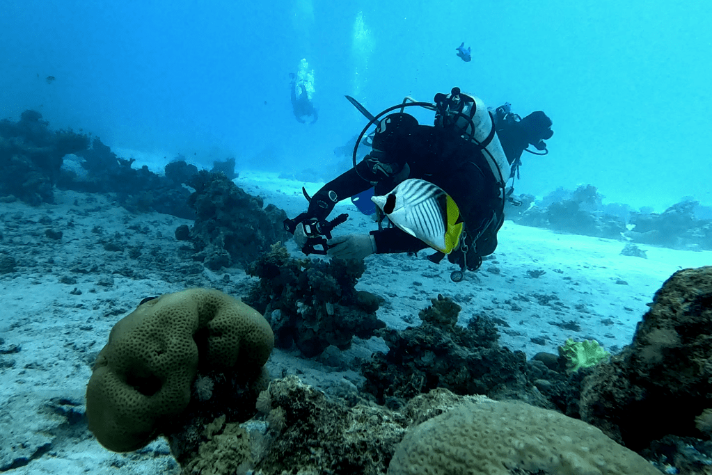 THREADFIN BUTTERFLYFISH
FOTO ALEŠ SULIČ SUBNET DIVING
EGYPT SOUTH PHOTOS DIVING