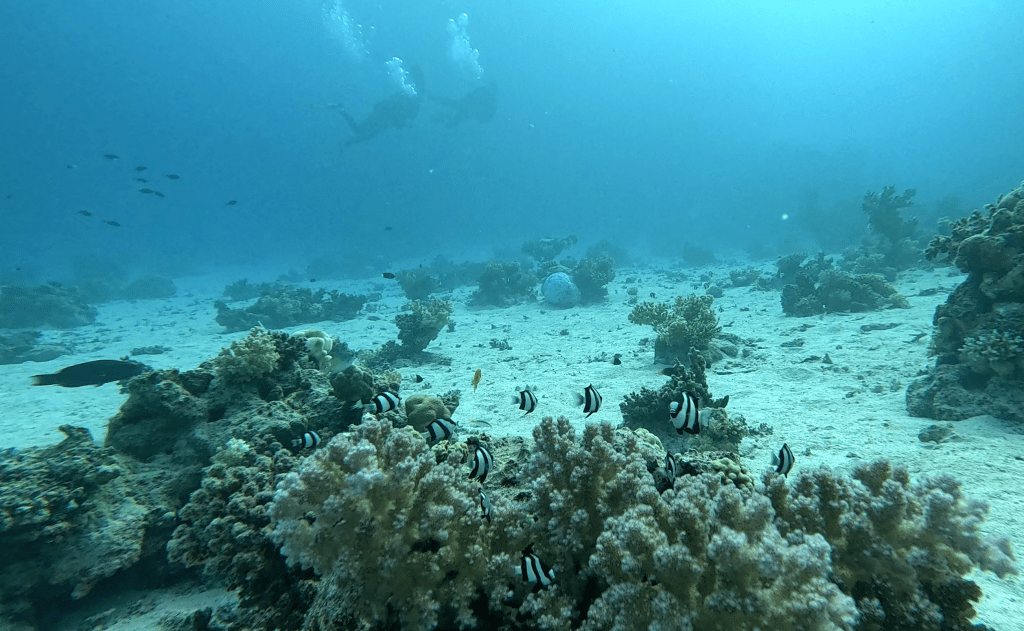 WHITETAIL DASCYLLUS
FOTO ALEŠ SULIČ SUBNET DIVING
EGYPT SOUTH PHOTOS DIVING