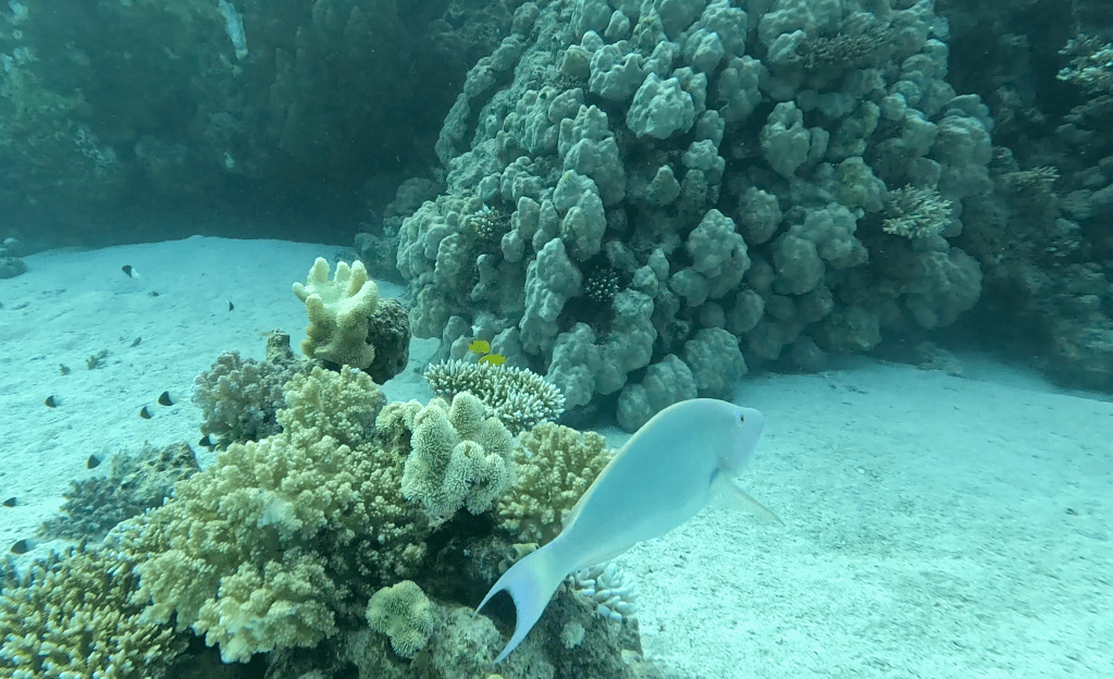 PARROT FISH
foto Ales Sulic SUBNET DIVING Tropical Corals and Sea Animals