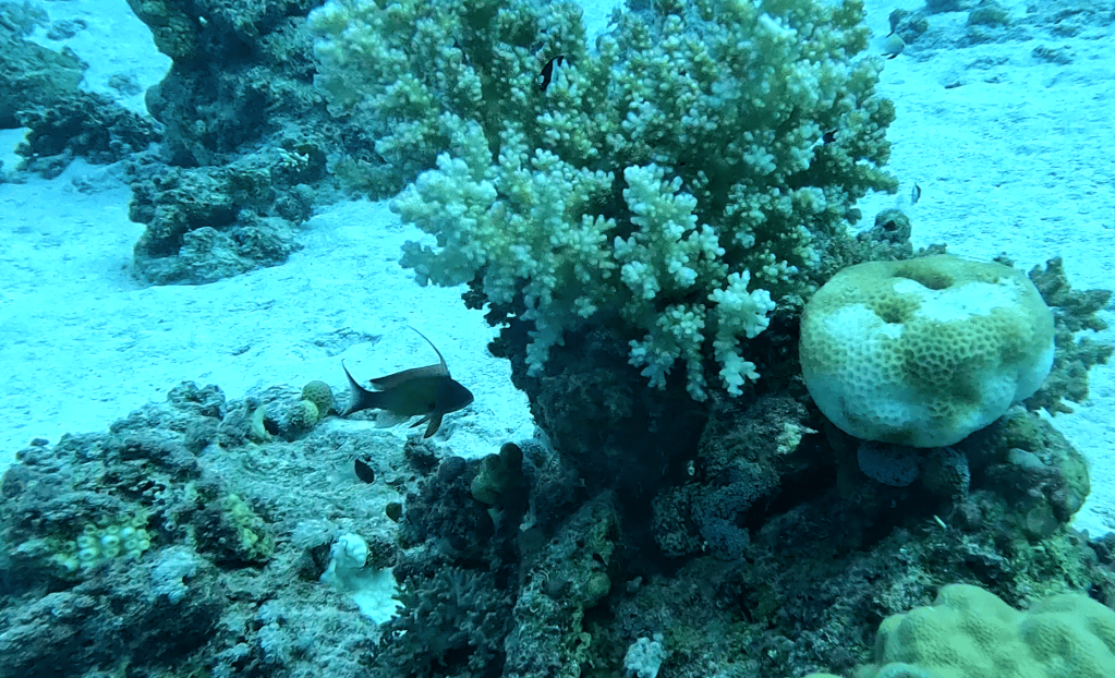 LYRETAIL ANTHIAS FISH
4K PHOTOS OF FISH
FOTO ALEŠ SULIČ
SUBNET DIVING
REEF ANAIMALS AND CORALS
FISH GALLERY