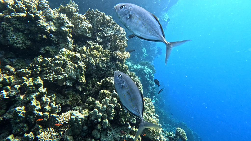 BLUE TREVALLY FISH
GOLDEN SPOTEN EEL

FOTO ALEŠ SULIČ
SUBNET DIVING
BEST BONAIRE DIVING TRAVEL