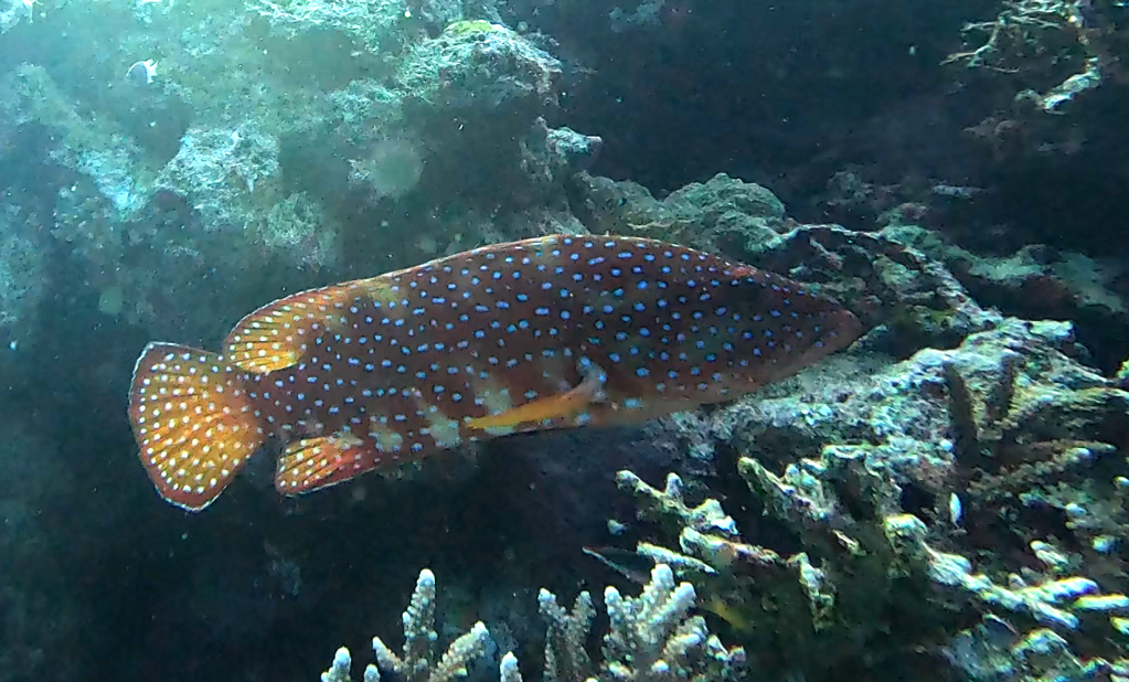 GROUPER FISH
FOTO ALEŠ SULIČ
EGYPT DIVING PHOTOS
SUBNET DIVING TRAVEL
REEF ANIMALS AND CORALS