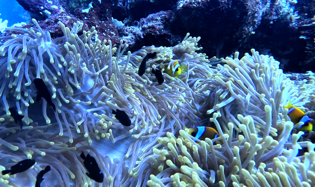 RED SEA ANEMONE FISH
FOTO ALEŠ SULIČ SUBNET DIVING
EGYPT SOUTH PHOTOS DIVING