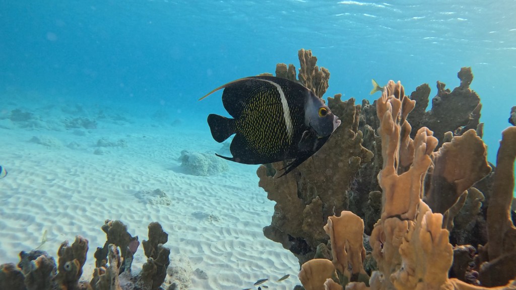 Angelfish - Pomacanthidae - Angelske ribe 
ANGEL FISH
4K PHOTOS OF FISH
FOTO ALEŠ SULIČ
SUBNET DIVING