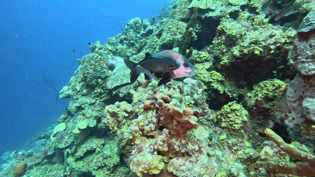 BLACK MARGATE
BONAIRE SUBNET DIVING 
FOTO ALEŠ SULIČ