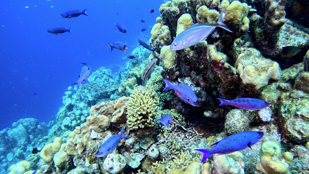 CREOLE WRASSE
EGYPT SUBNET DIVING
FOTO ALEŠ SULIČ 
GALLERY OF FISH AND CORALS