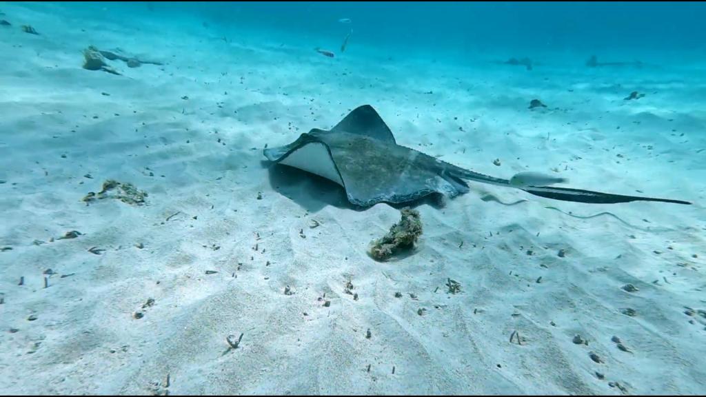 SOUTHERN STINGRAY
FOTO ALEŠ SULIČ
BONAIRE DIVING PHOTOS
SUBNET DIVING TRAVEL