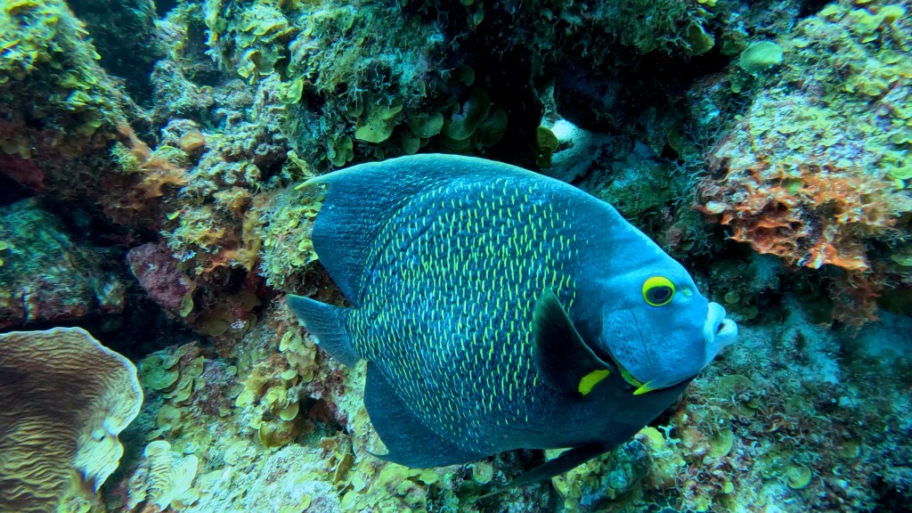 Angelfish - Pomacanthidae - Angelske ribe 
ANGEL FISH
4K PHOTOS OF FISH
FOTO ALEŠ SULIČ
SUBNET DIVING