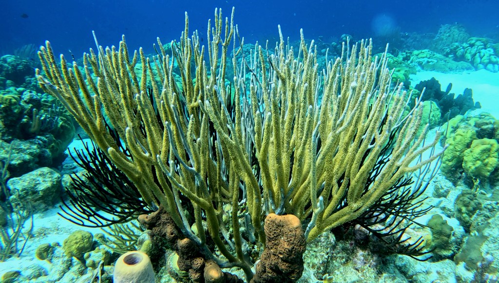 foto Ales Sulic SUBNET DIVING Tropical Corals and Sea Animals
