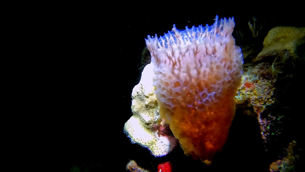 foto Ales Sulic SUBNET DIVING Tropical Corals and Sea Animals