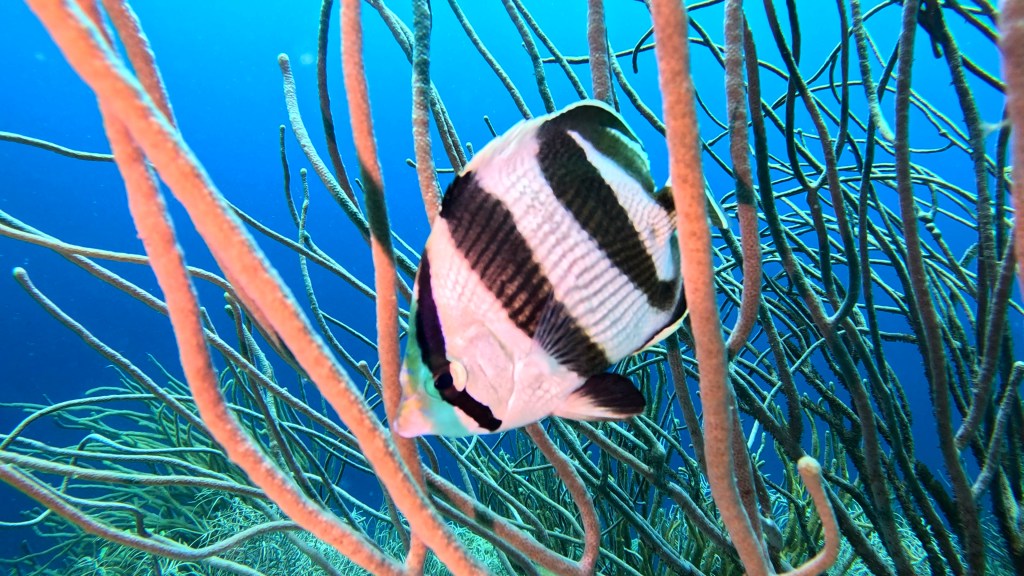 BANDED BUTTERFLYFISH
FOTO ALEŠ SULIČ
SUBNET DIVING
BEST BONAIRE DIVING TRAVEL