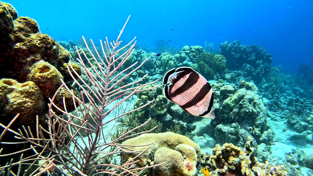 BANDED BUTTERFLYFISH
FOTO ALEŠ SULIČ
SUBNET DIVING
BEST BONAIRE DIVING TRAVEL
