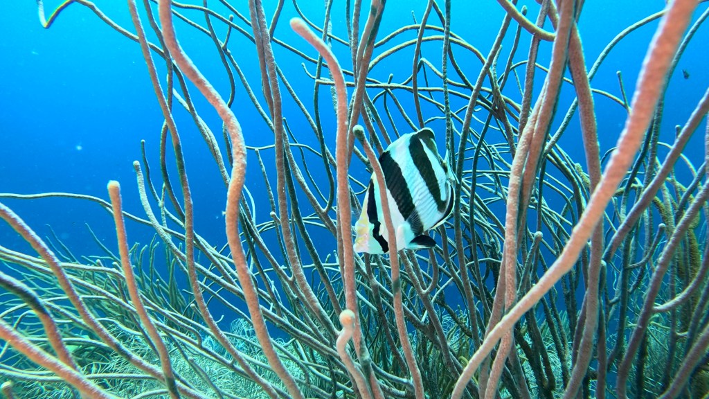 BANDED BUTTERFLYFISH
FOTO ALEŠ SULIČ
SUBNET DIVING
BEST BONAIRE DIVING TRAVEL