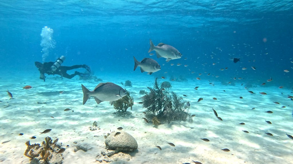 BERMUDA CHUB
FOTO ALEŠ SULIČ
BONAIRE DIVING PHOTOS
SUBNET DIVING TRAVEL
REEF ANIMALS AND CORALS