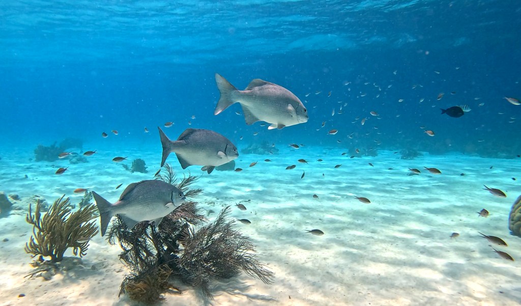 BERMUDA CHUB
FOTO ALEŠ SULIČ
BONAIRE DIVING PHOTOS
SUBNET DIVING TRAVEL
REEF ANIMALS AND CORALS