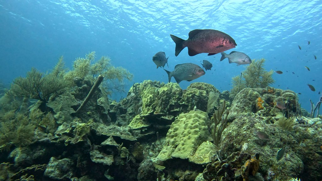 BERMUDA CHUB
FOTO ALEŠ SULIČ
BONAIRE DIVING PHOTOS
SUBNET DIVING TRAVEL
REEF ANIMALS AND CORALS