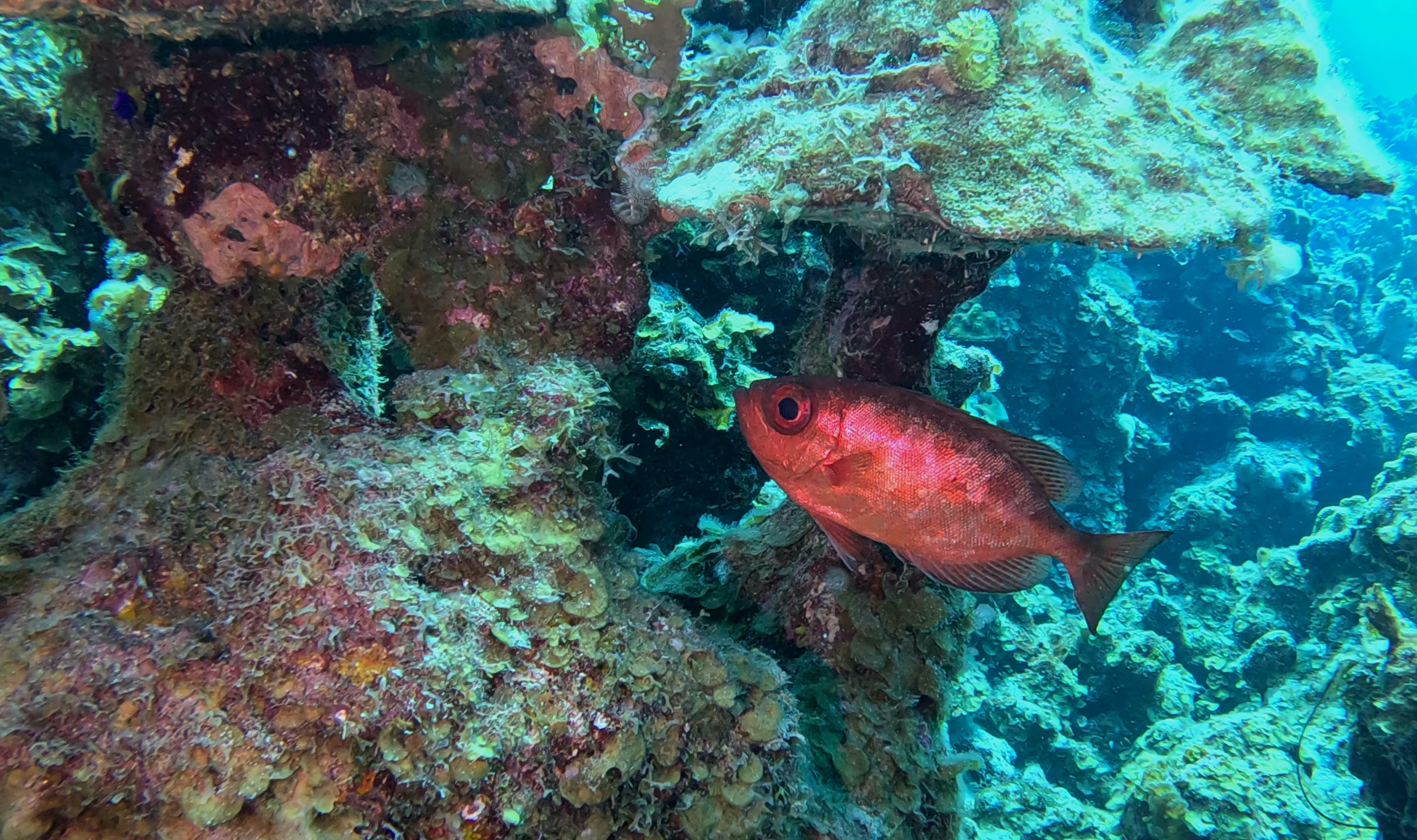 BIGEYE REEF FISH
FOTO ALEŠ SULIČ
SUBNET DIVING
BEST BONAIRE DIVING TRAVEL