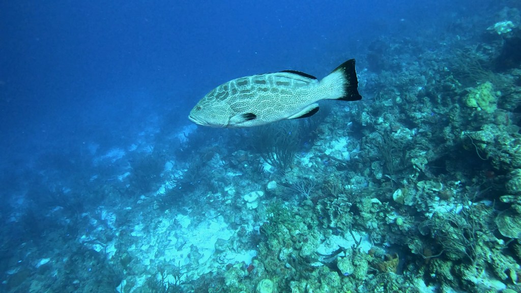 BLACK GROUPER 
FOTO ALEŠ SULIČ
BONAIRE DIVING PHOTOS
SUBNET DIVING TRAVEL
REEF ANIMALS AND CORALS
